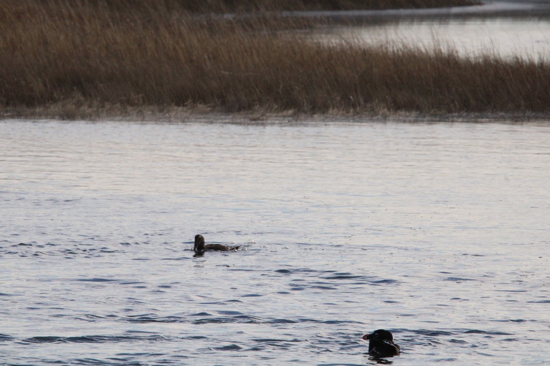 Common Eider - ML646816236