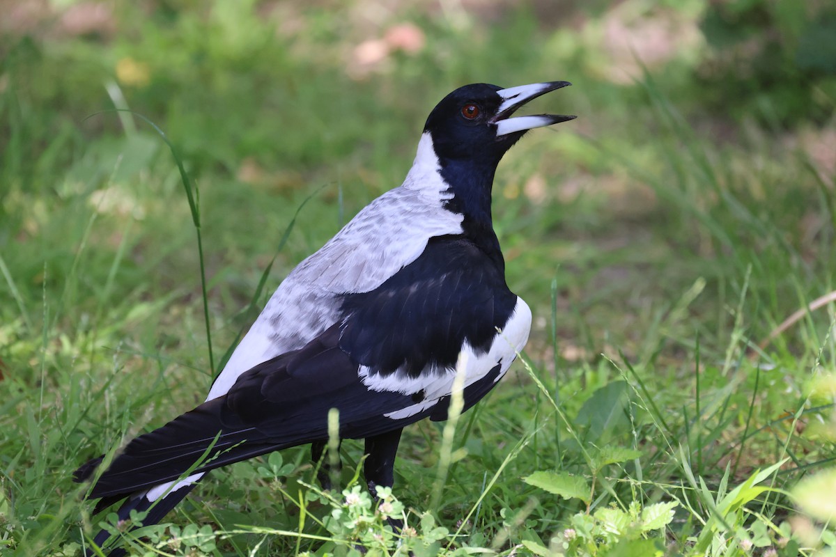 Australian Magpie - ML646816238