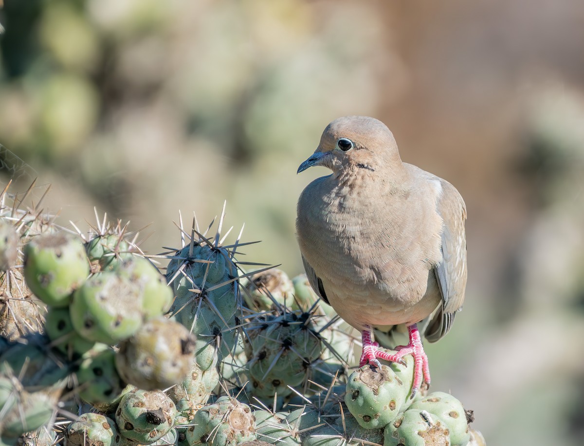 תורית אמריקנית - ML646816239