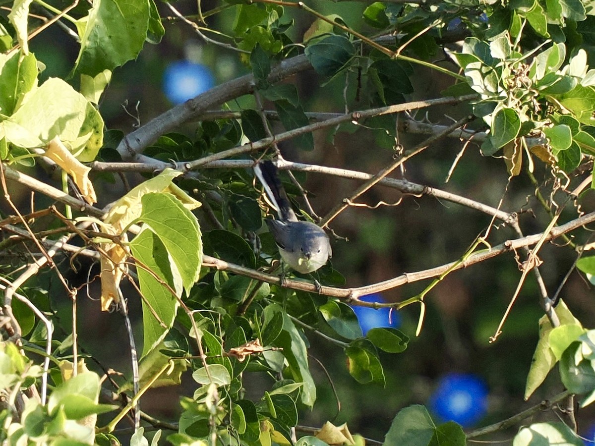 Blue-gray Gnatcatcher - ML646816245