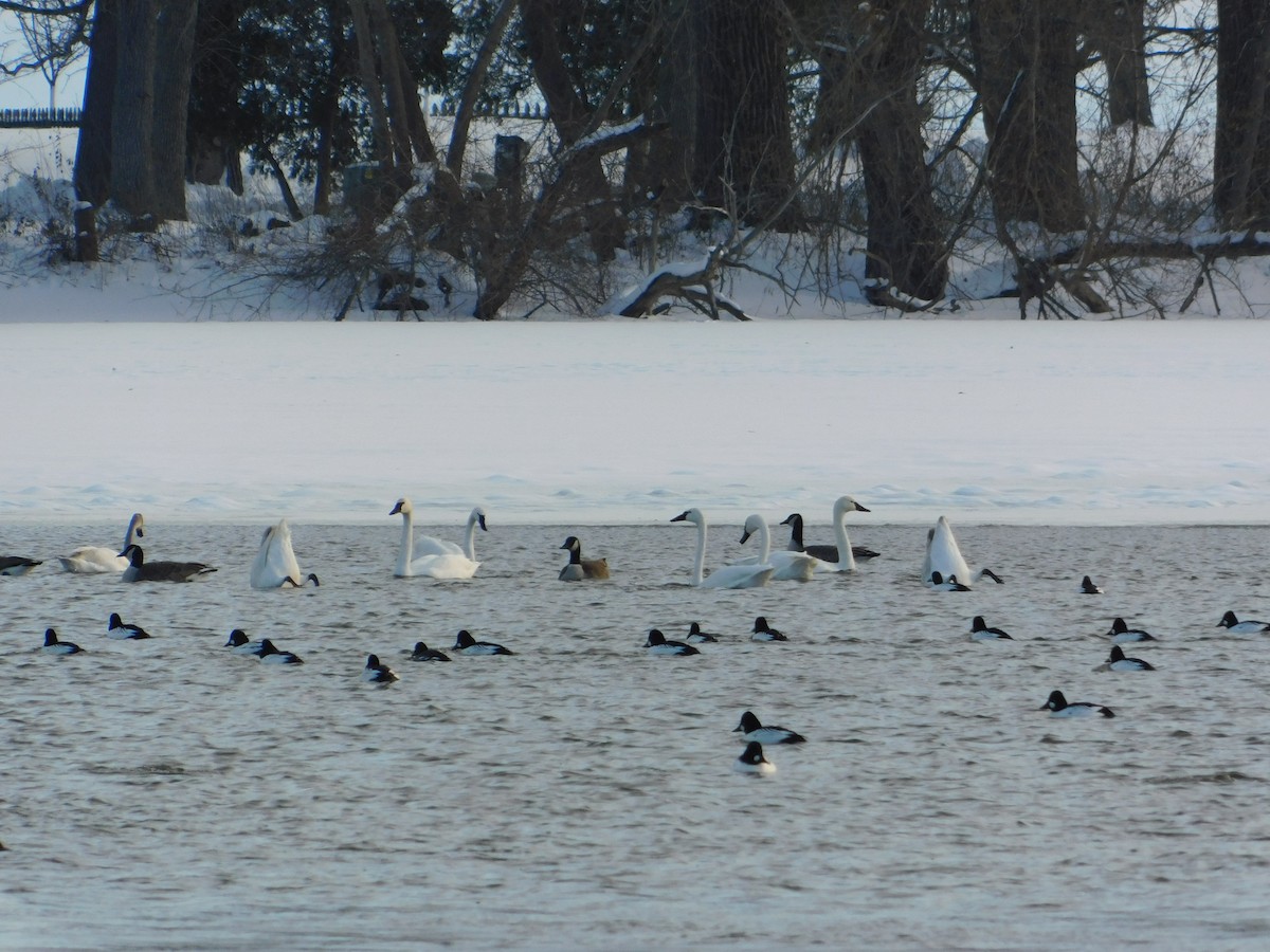 Tundra Swan - ML646816246