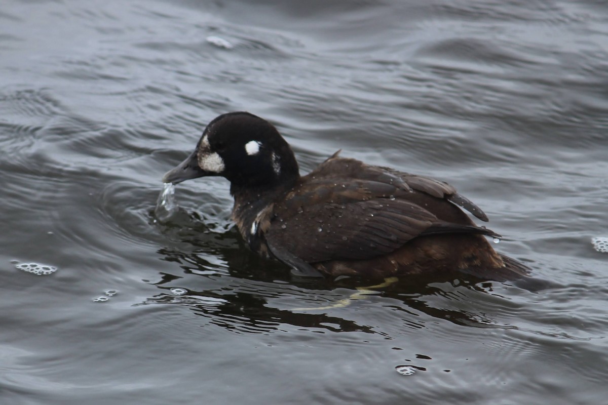 Palyaço Ördeği - ML646816247