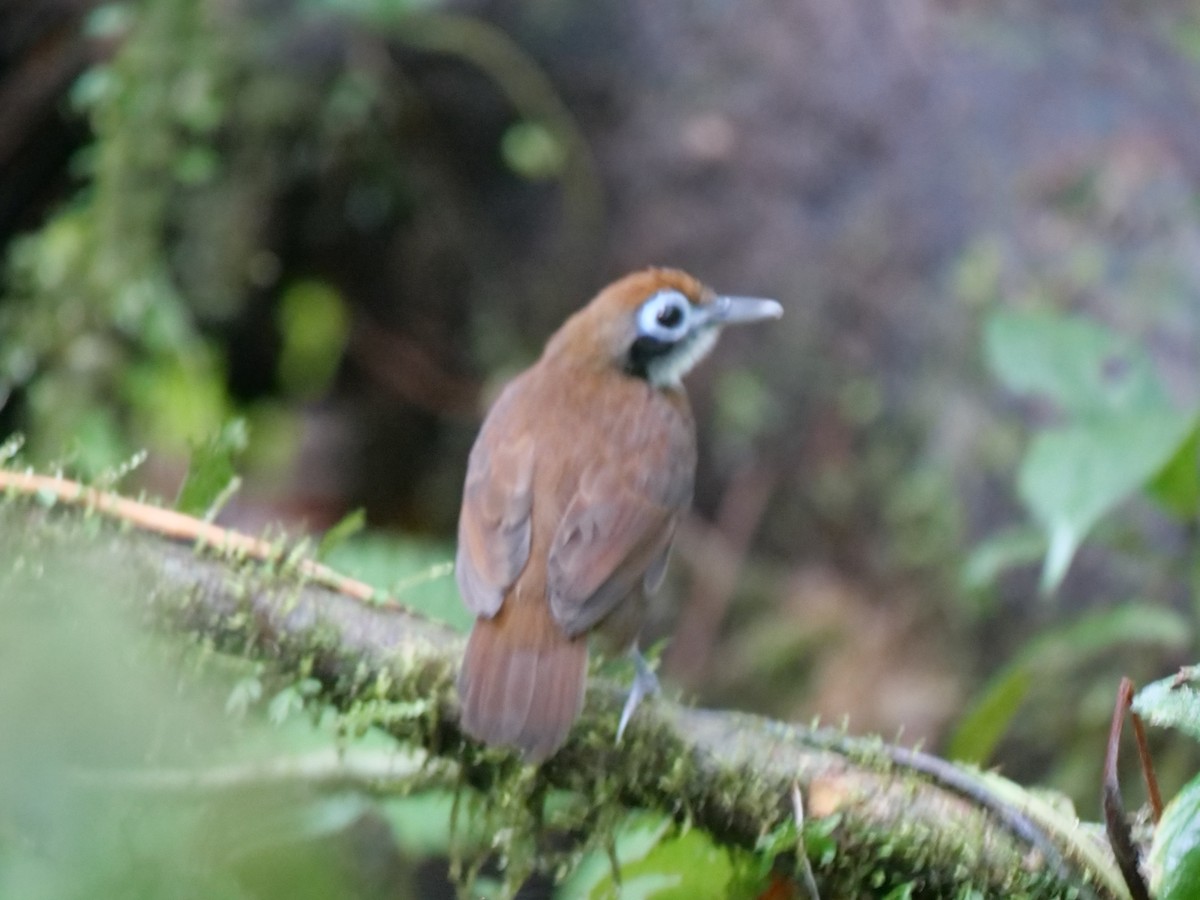 Bicolored Antbird - ML646816248