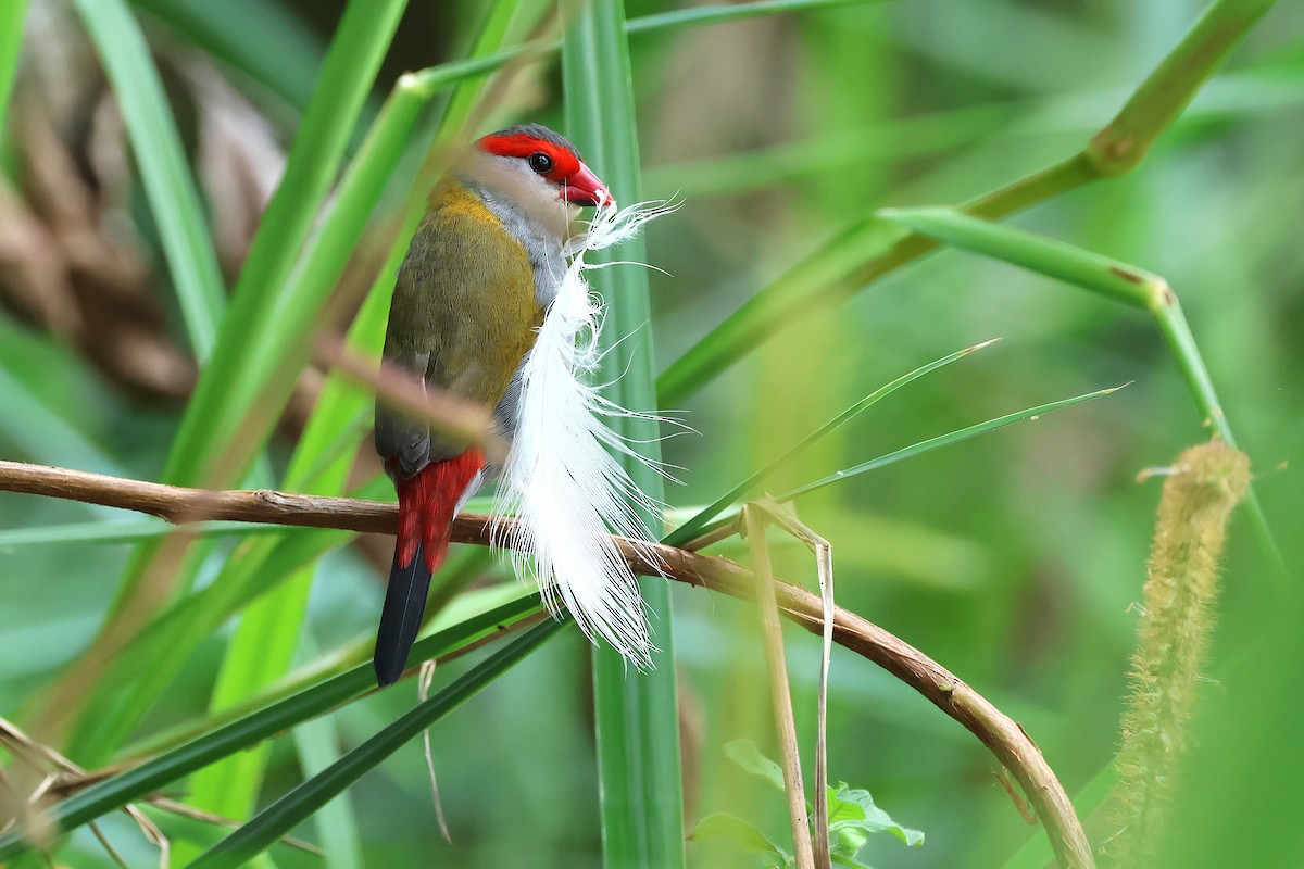Red-browed Firetail - ML646816249