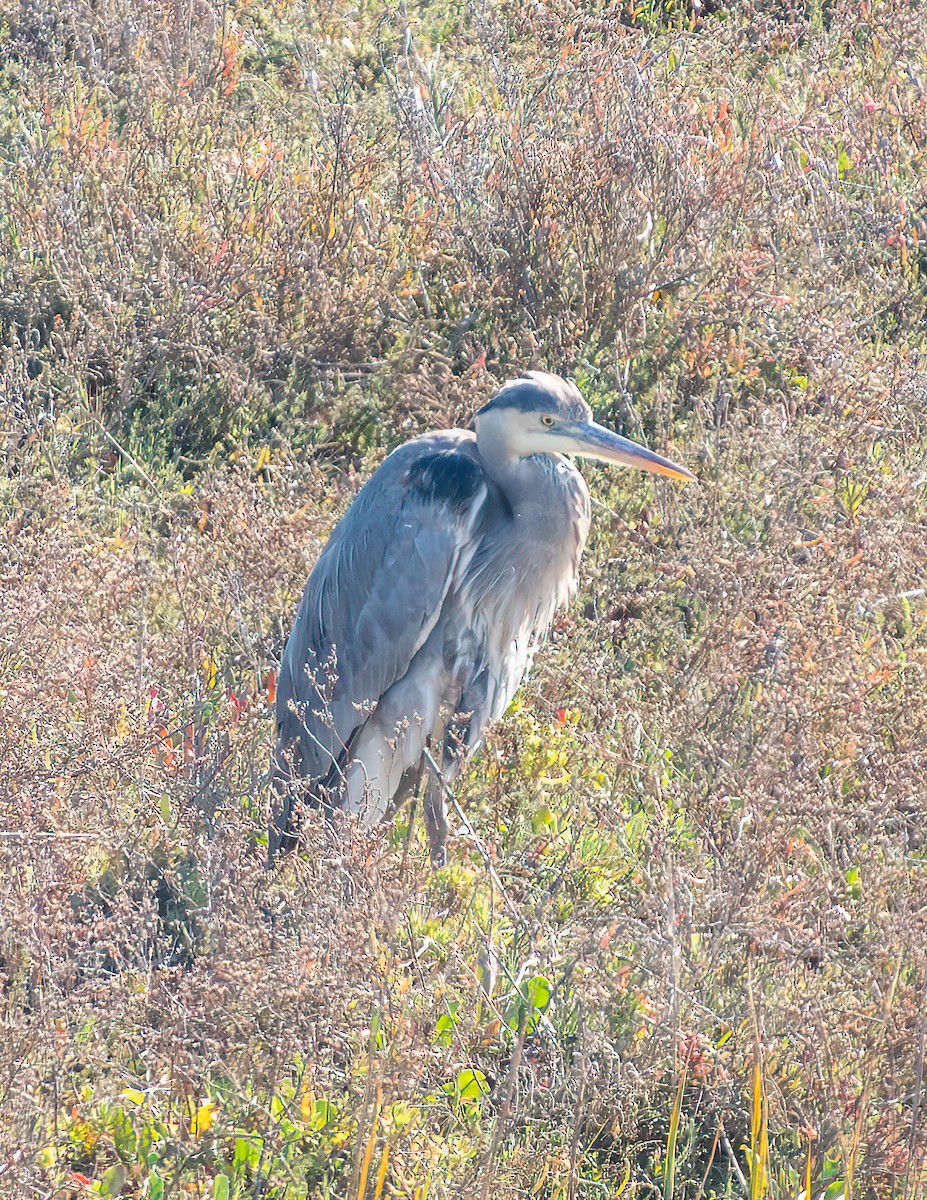 אנפה אמריקנית - ML646816250