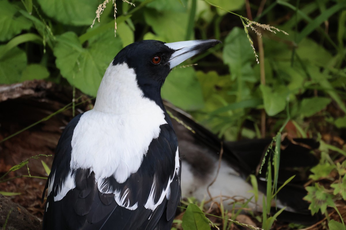 Australian Magpie - ML646816251