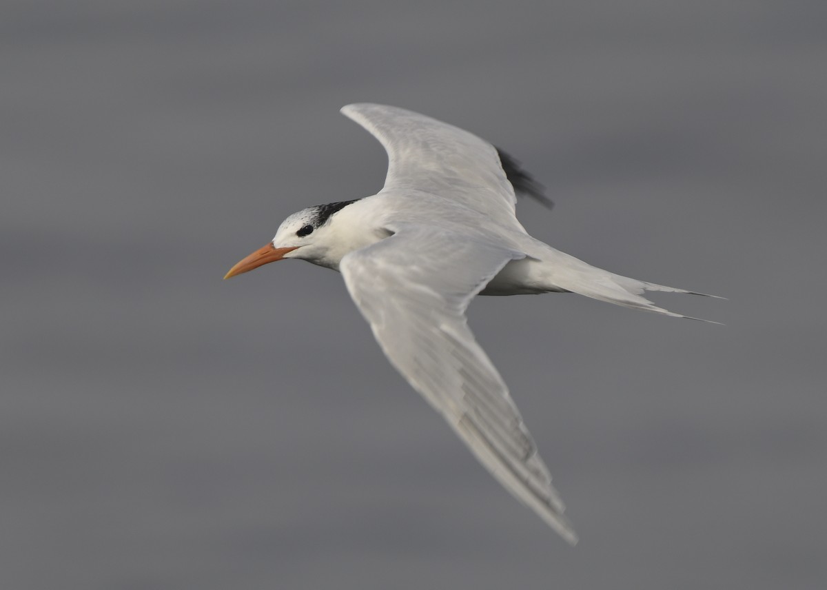 Royal Tern - ML646816253