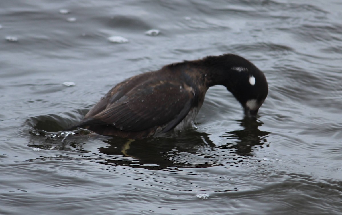 Palyaço Ördeği - ML646816254