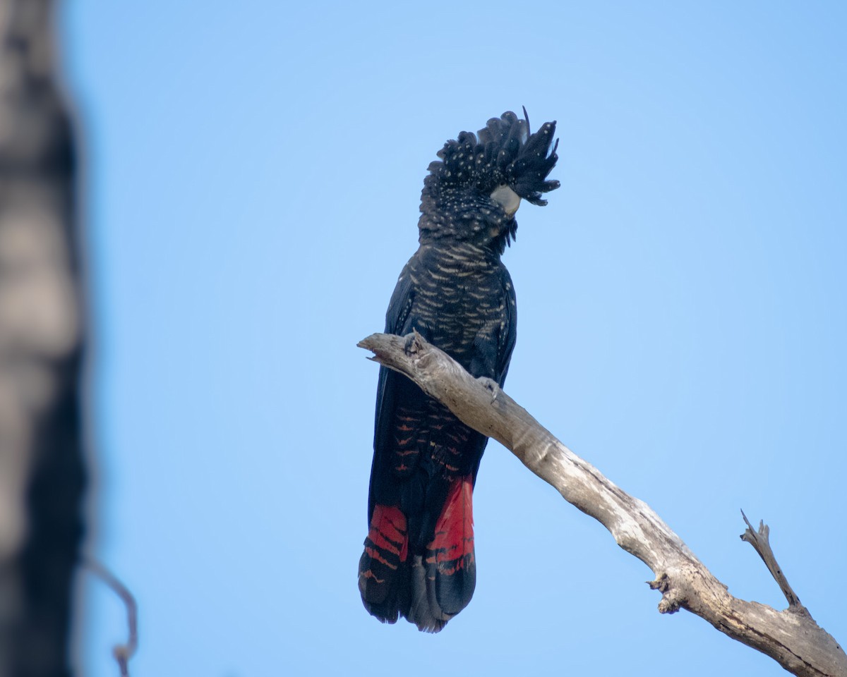 Red-tailed Black-Cockatoo - ML646816255