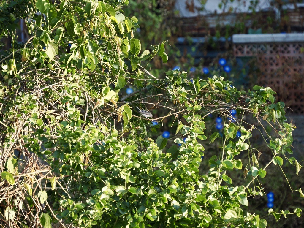 Blue-gray Gnatcatcher - ML646816257