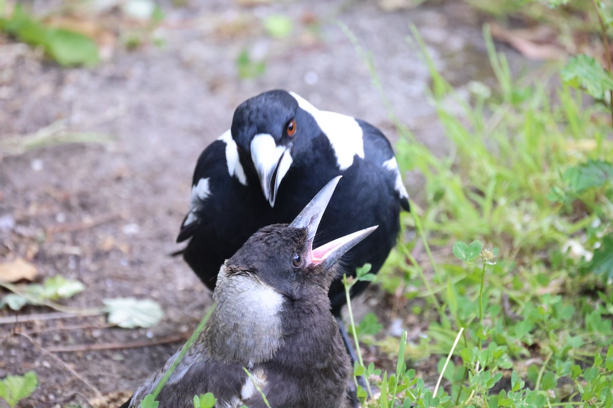Australian Magpie - ML646816258