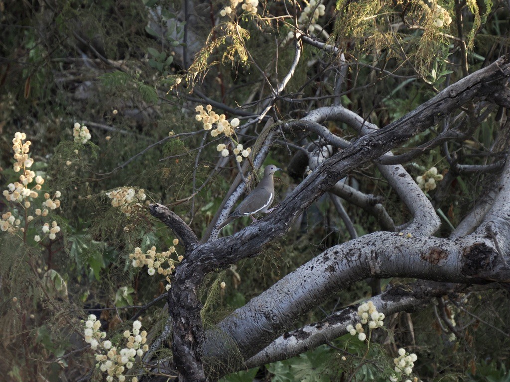 White-winged Dove - ML646816259