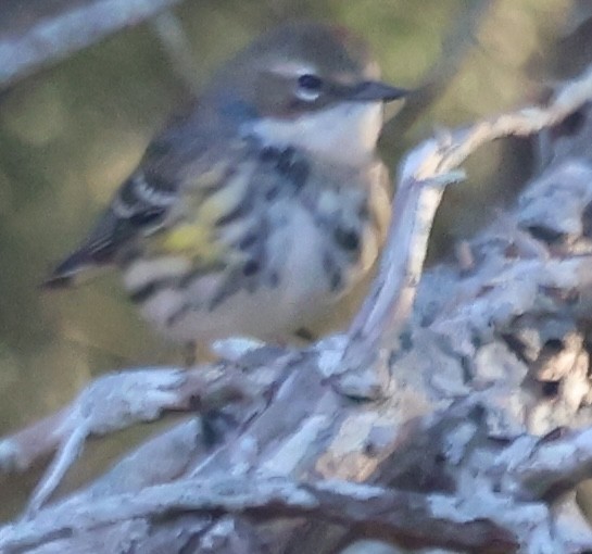 Пісняр-лісовик жовтогузий (підвид coronata) - ML646816260
