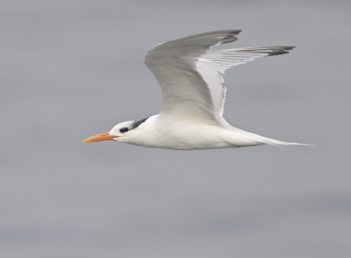 Royal Tern - ML646816265