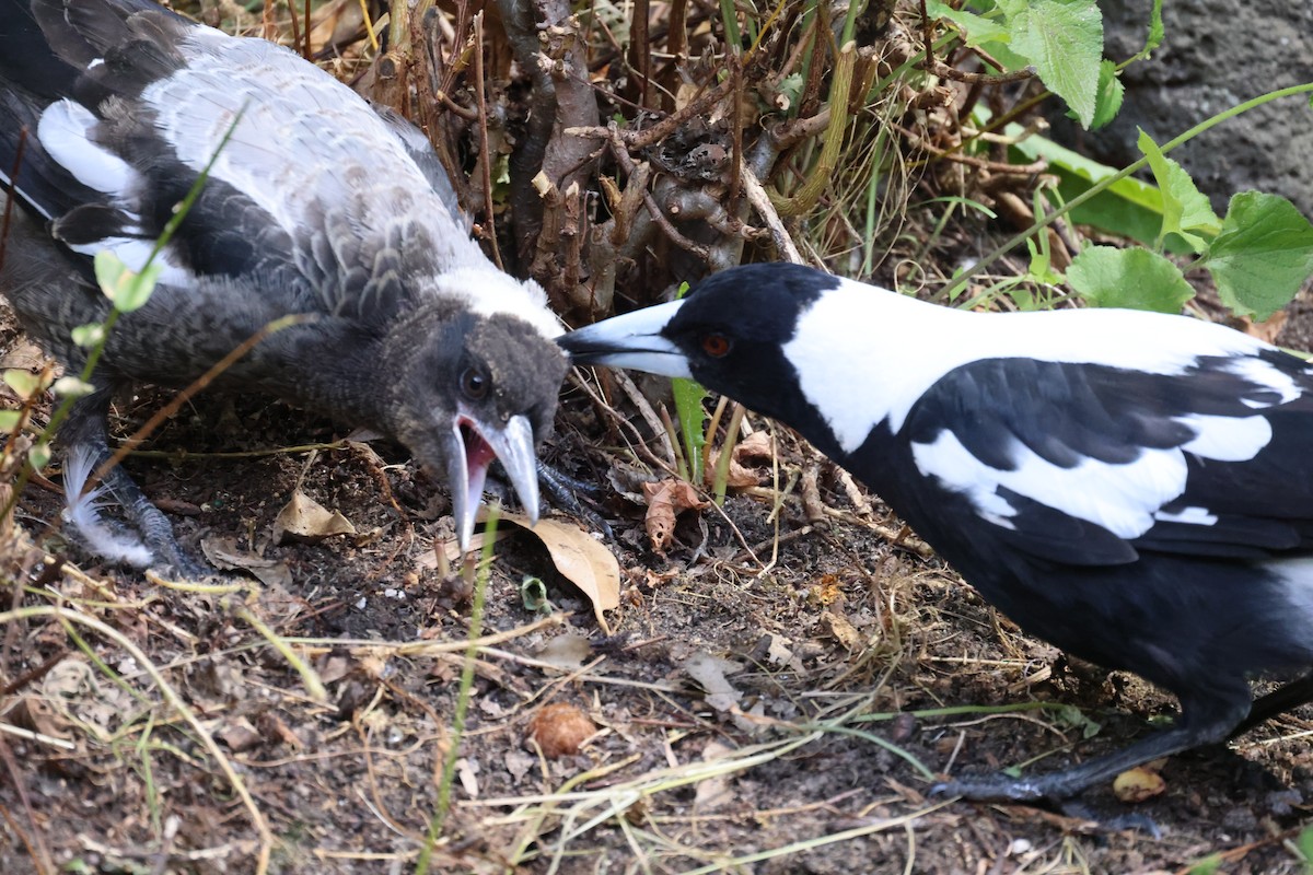 Australian Magpie - ML646816269