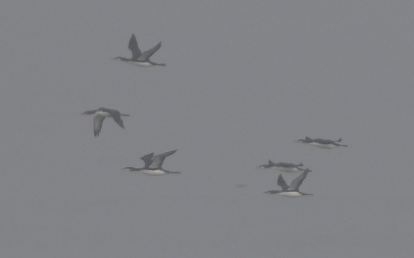 Pacific Loon - ML646816270