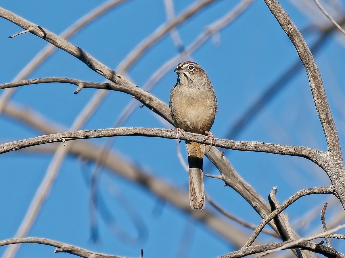 ズアカスズメモドキ - ML646816273