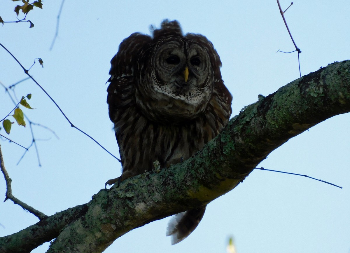 Cárabo Norteamericano - ML646816275