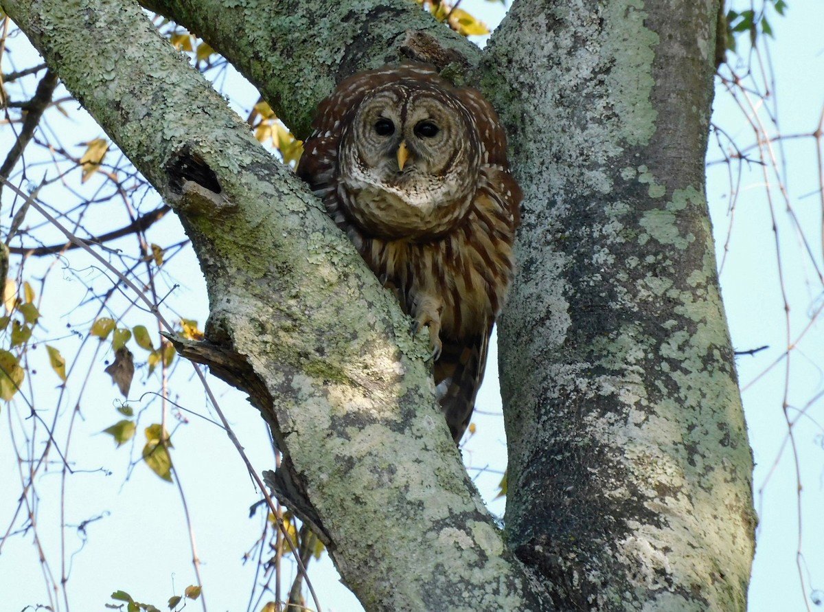 Cárabo Norteamericano - ML646816276