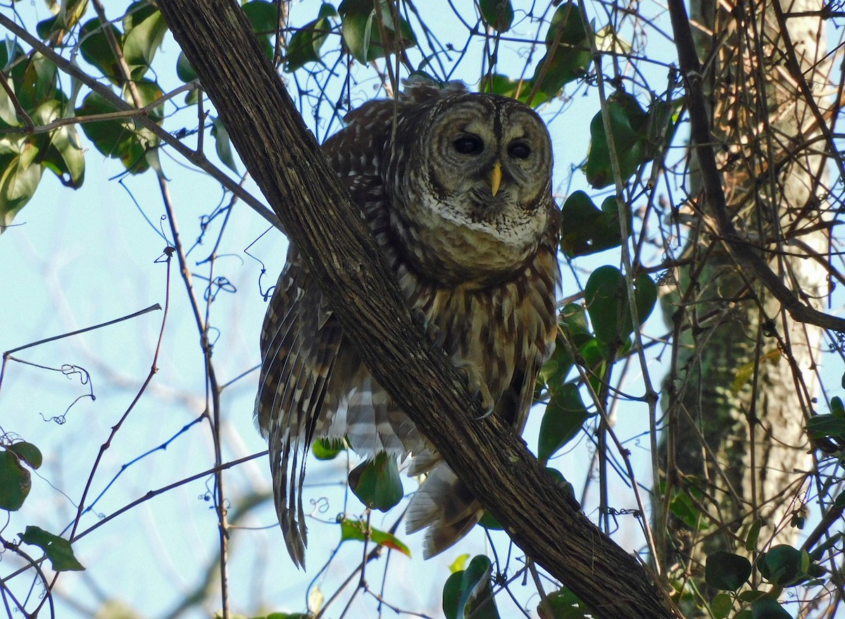 Cárabo Norteamericano - ML646816277