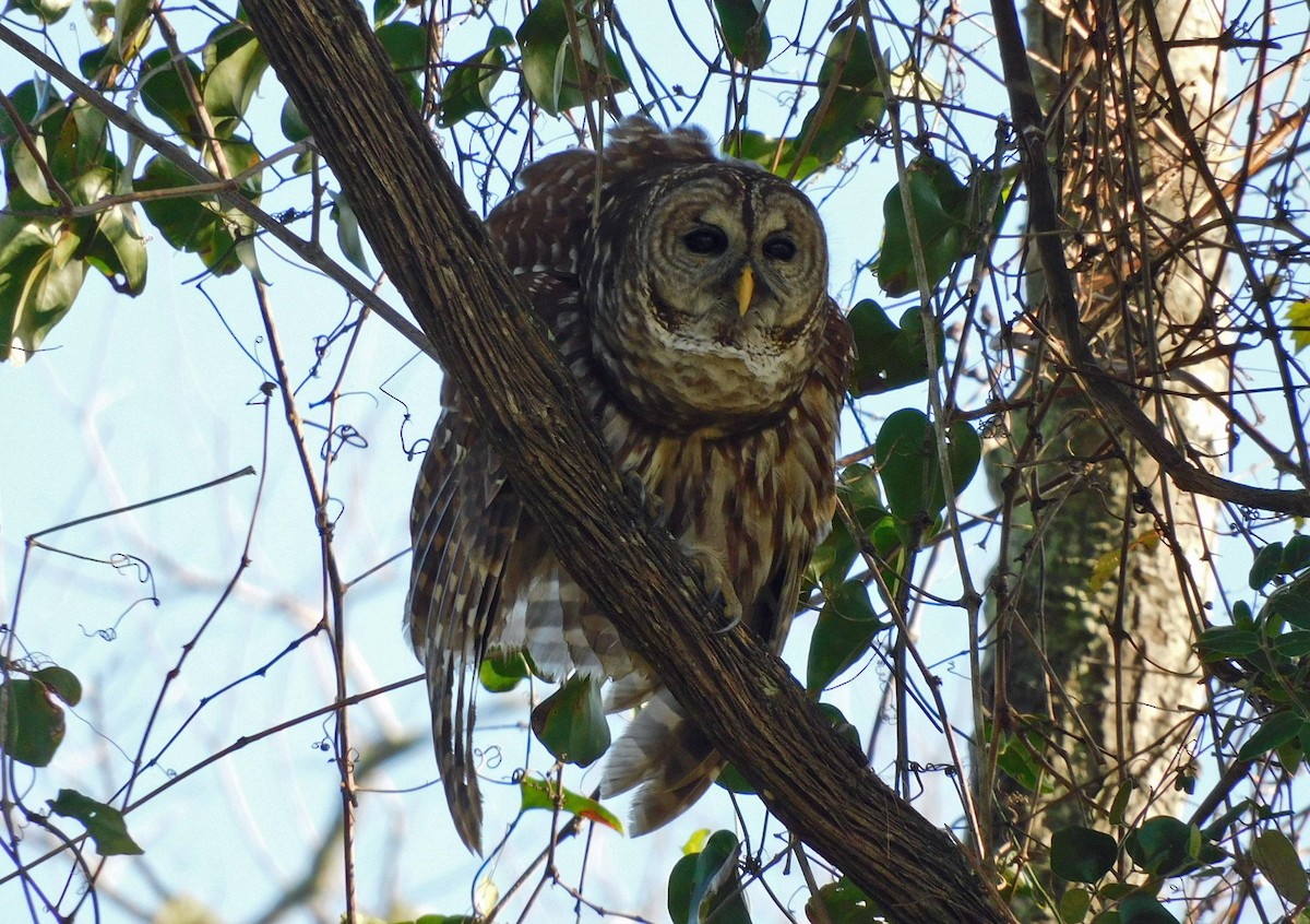 Cárabo Norteamericano - ML646816278