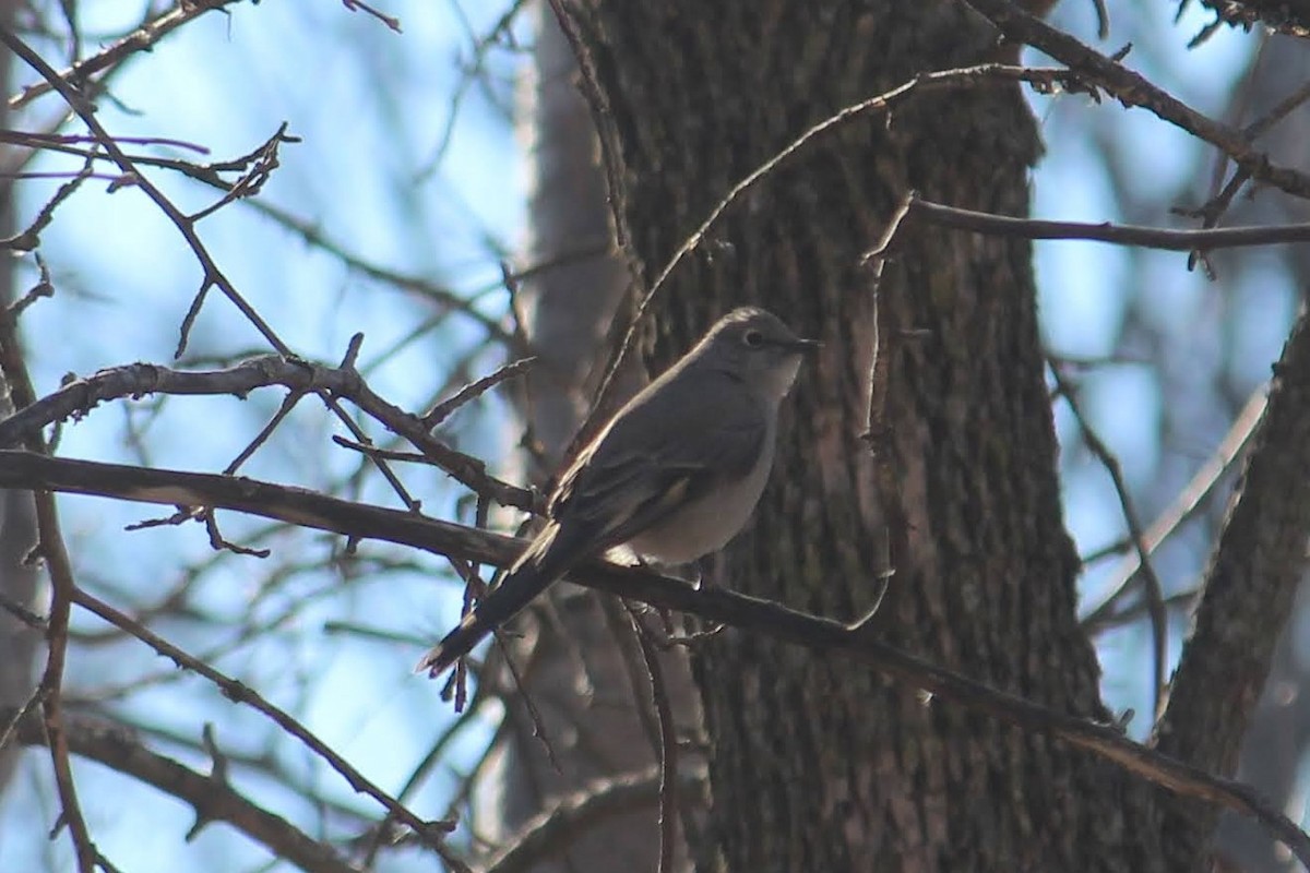 lesňák západní - ML646816279