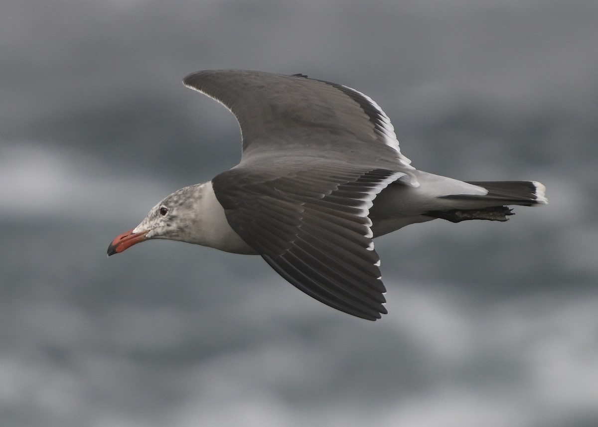 Heermann's Gull - ML646816280