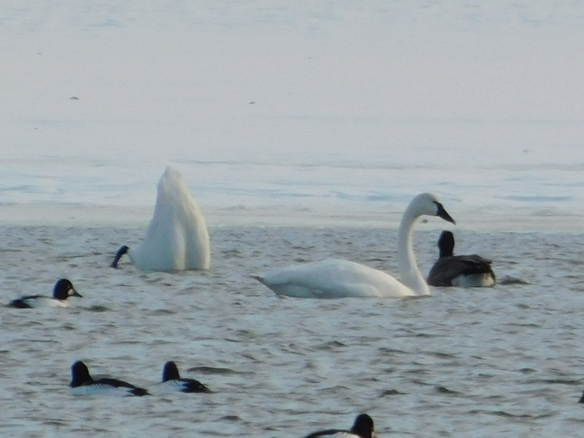 Tundra Swan - ML646816281