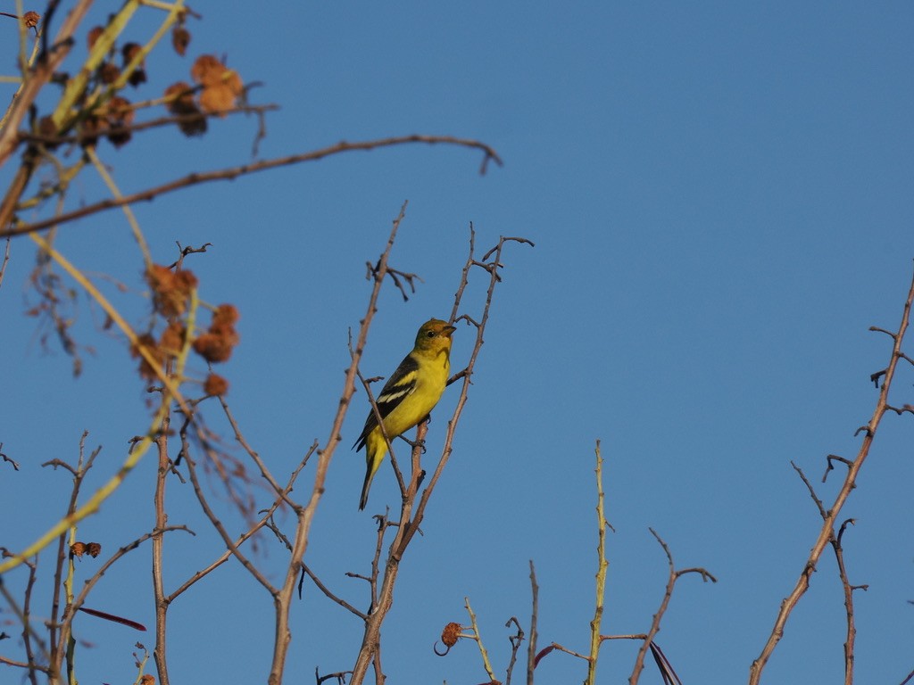 Western Tanager - ML646816283