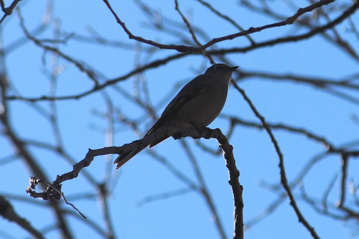 lesňák západní - ML646816284