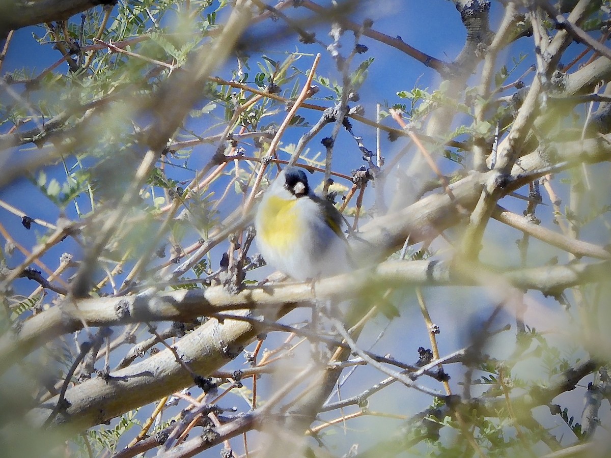 Масковый чиж - ML646816285