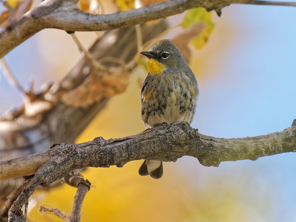 キヅタアメリカムシクイ - ML646816287