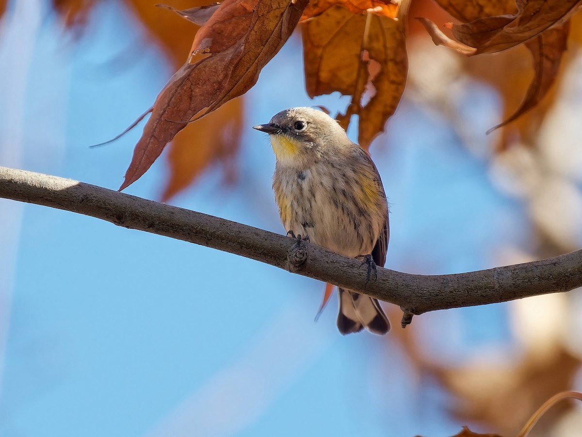 キヅタアメリカムシクイ - ML646816288