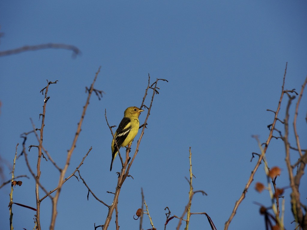 Western Tanager - ML646816289