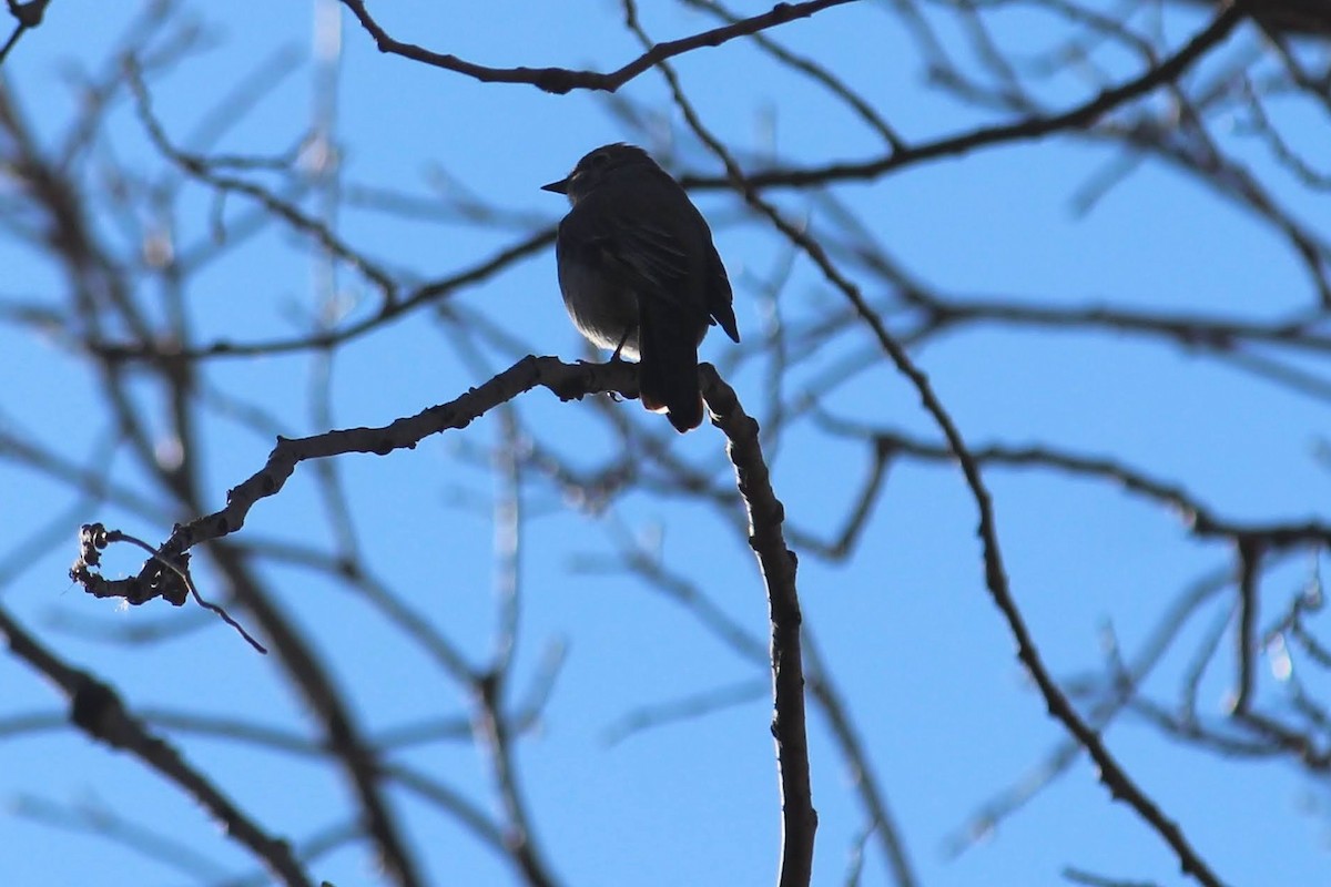 lesňák západní - ML646816290