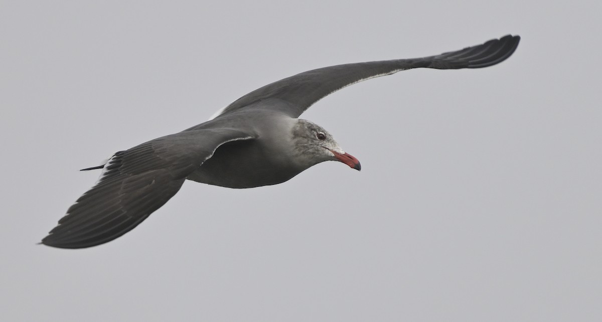 Heermann's Gull - ML646816291