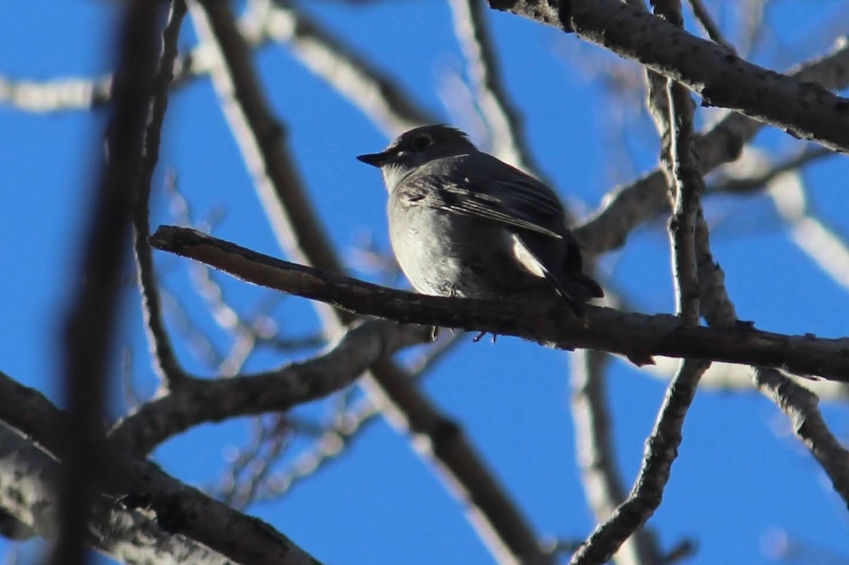 lesňák západní - ML646816293