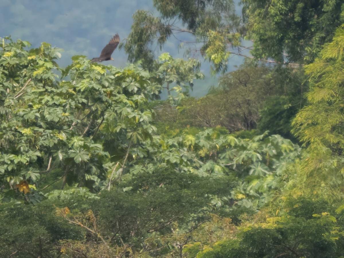 Küçük Sarı Başlı Akbaba - ML646816294