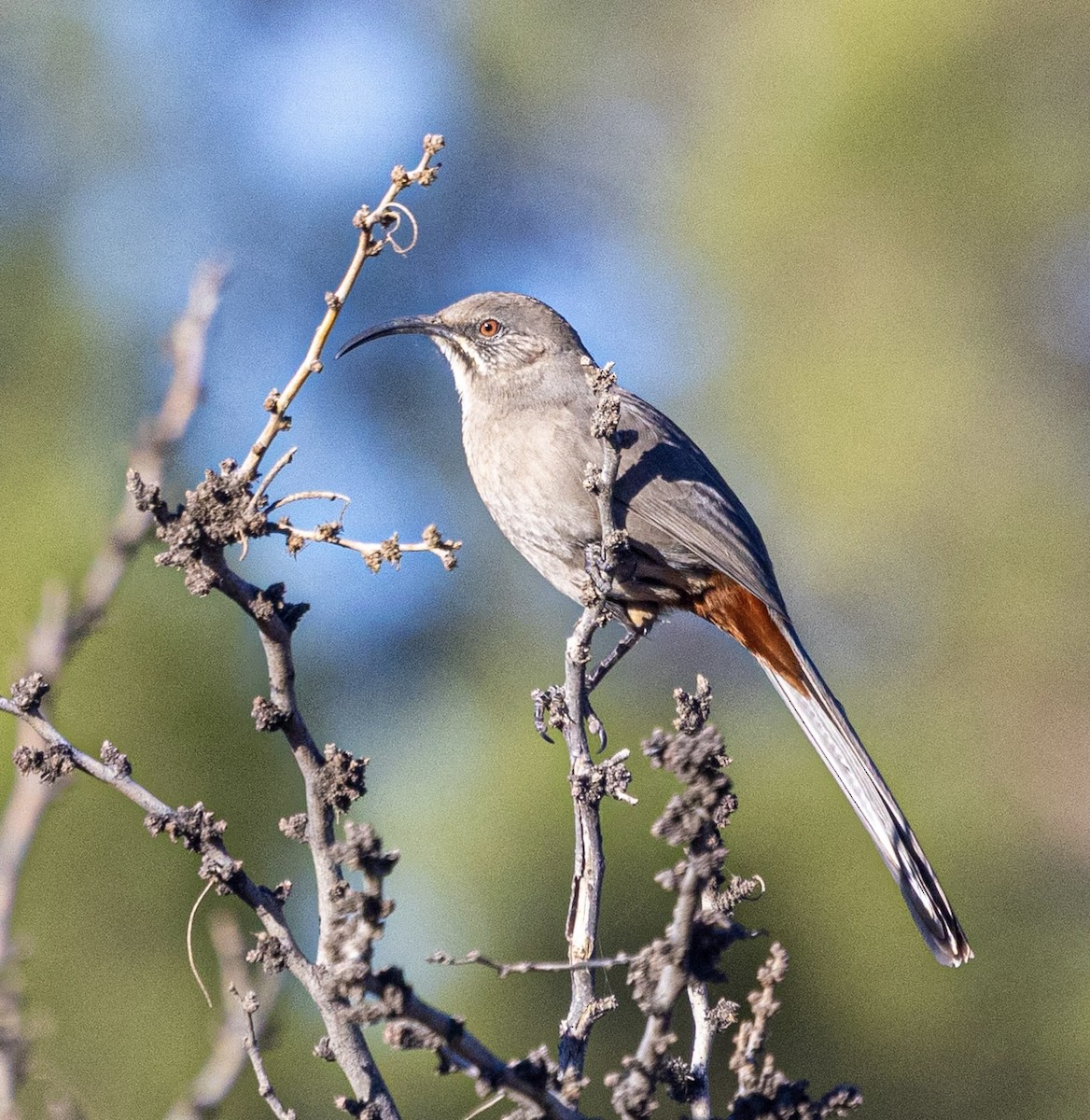 Krissal Çöpçüsü - ML646816295