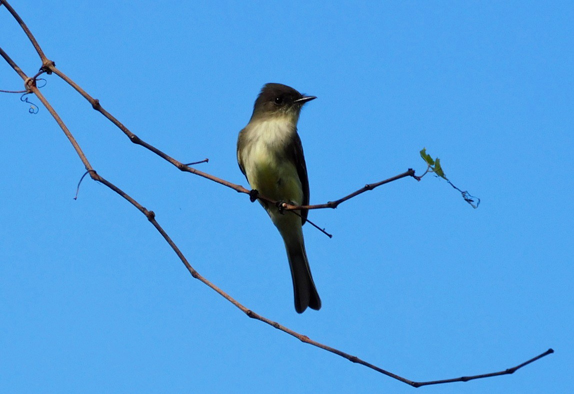 Mosquero Fibí - ML646816296