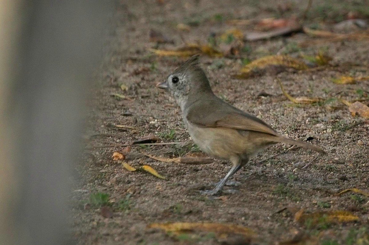 Oak Titmouse - ML646816297