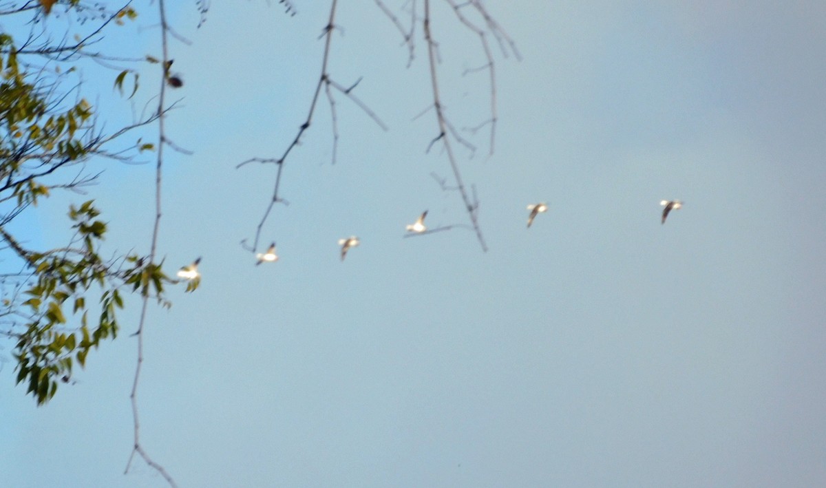 Ánsar Nival - ML646816298