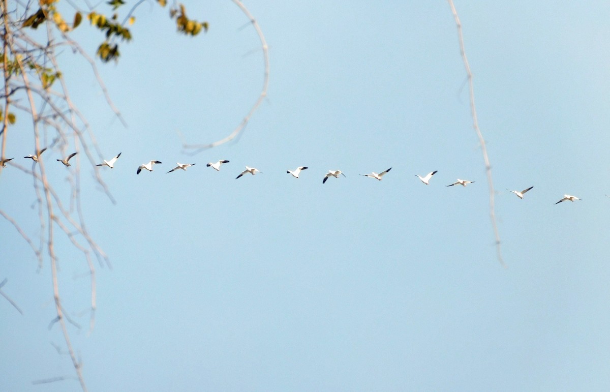 Гуска біла - ML646816299