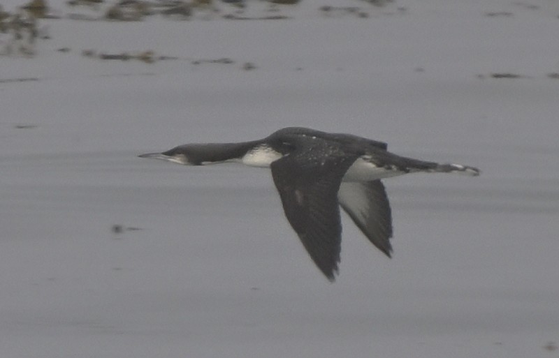 Pacific Loon - ML646816304