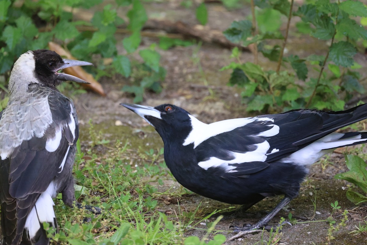 Australian Magpie - ML646816305