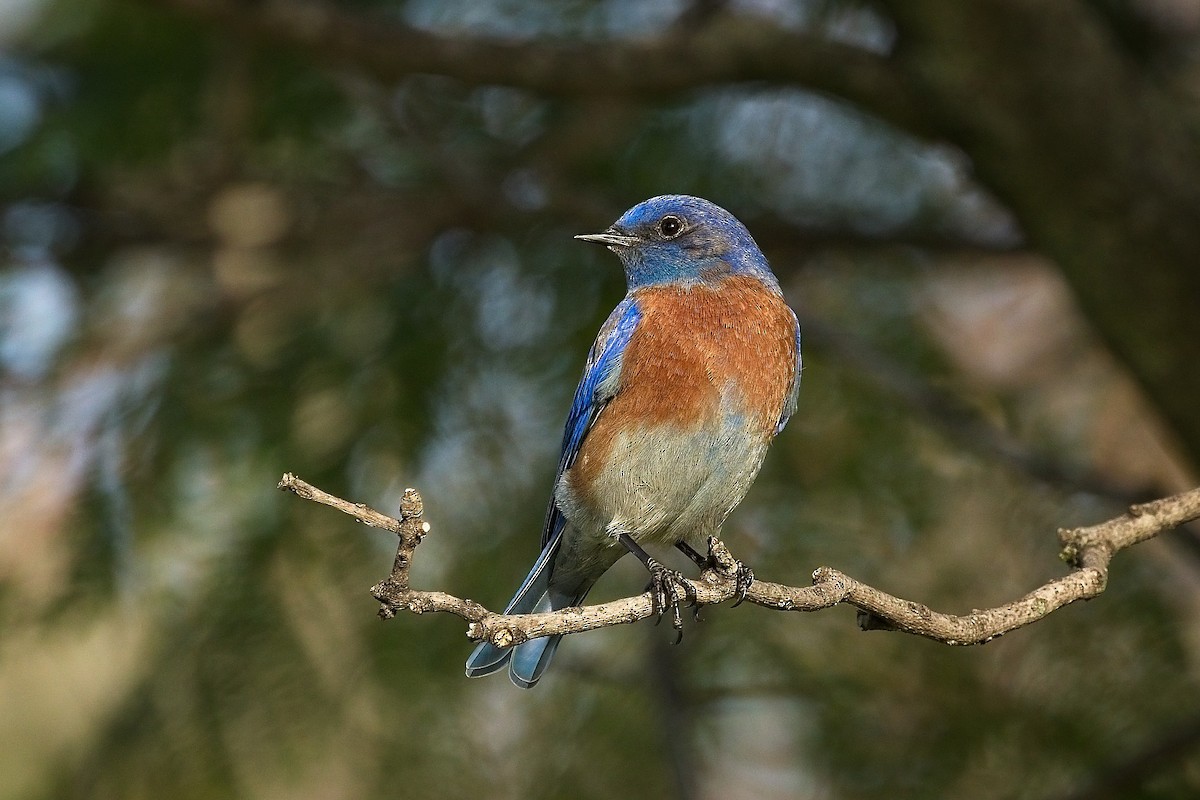 Western Bluebird - ML646816306