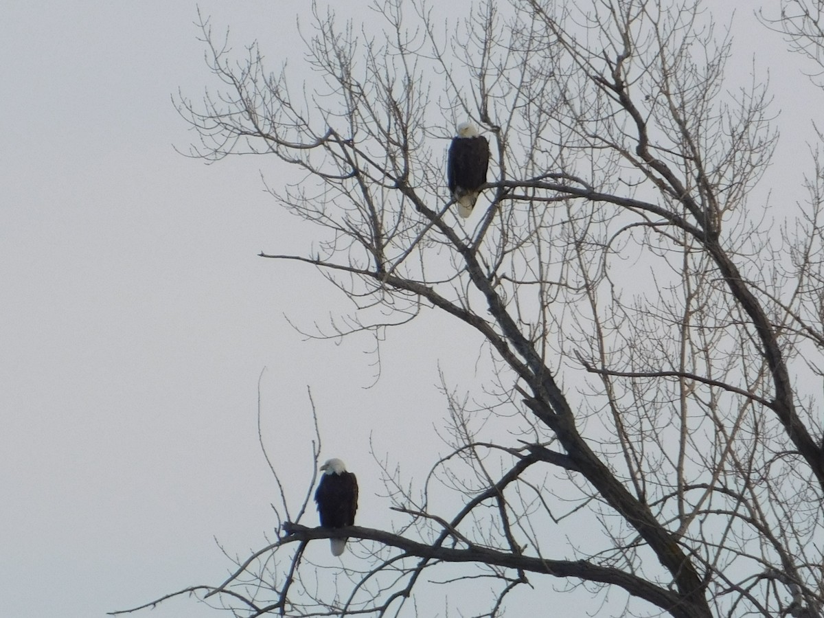 Bald Eagle - ML646816311