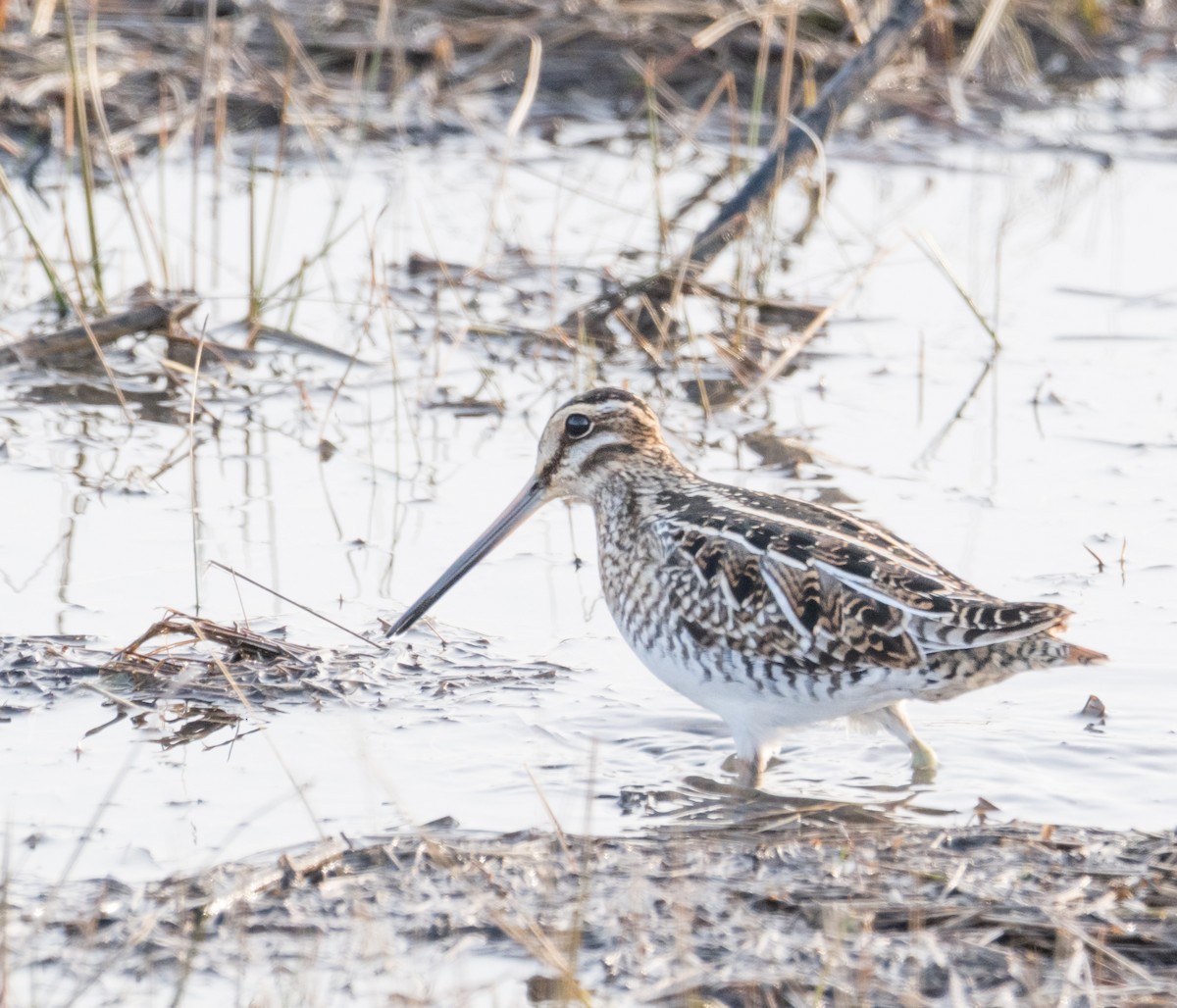 Wilson's Snipe - ML646816313