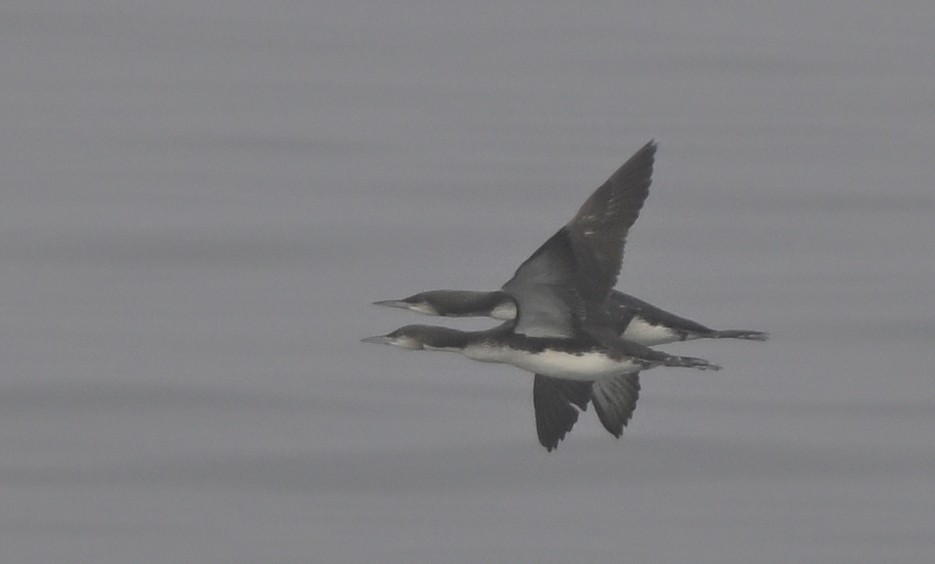 Pacific Loon - ML646816314