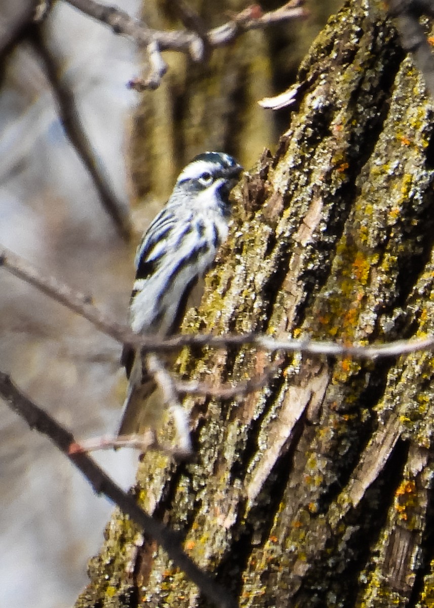 Black-and-white Warbler - ML646816315
